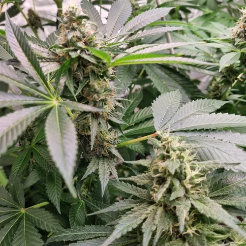 Trainwreck Week 10