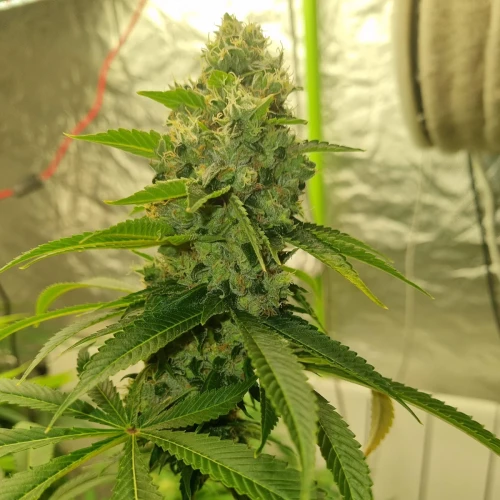 Trainwreck Week 11