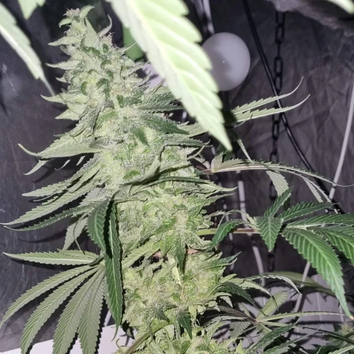 Trainwreck Week 12