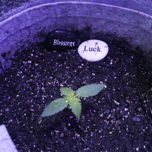 White Widow Auto Week 1