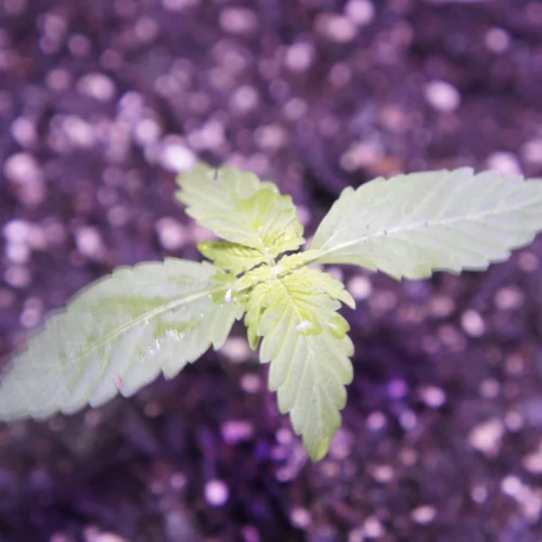 White Widow Auto Week 2