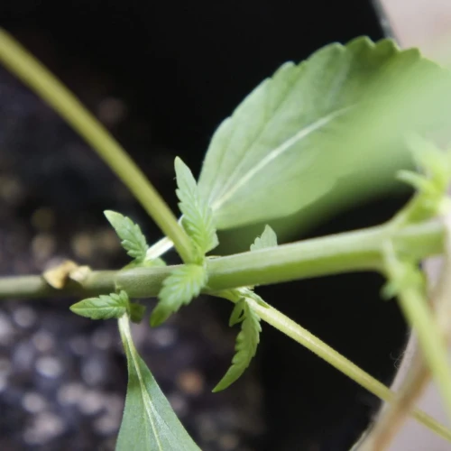 White Widow Auto Week 3