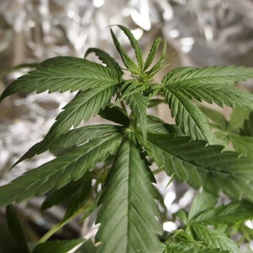 White Widow Auto Week 4