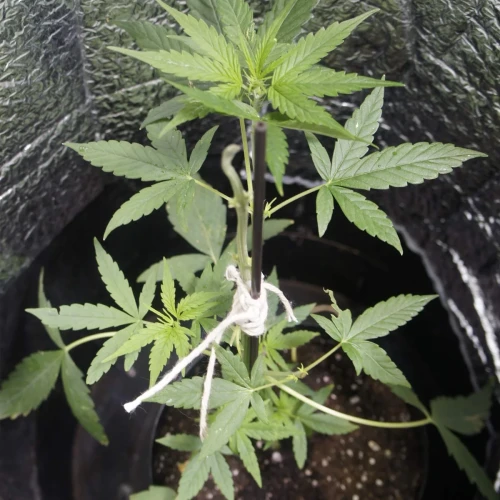 White Widow Auto Week 5