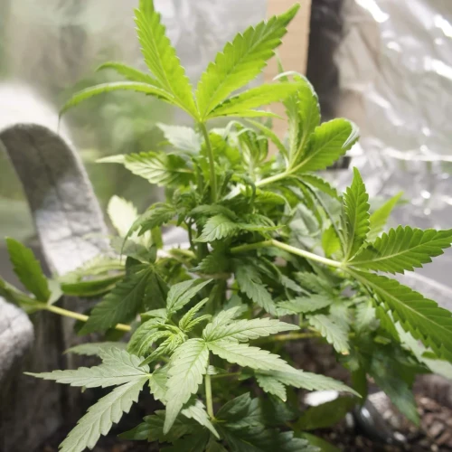 White Widow Auto Week 5