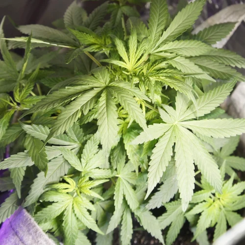 White Widow Auto Week 6