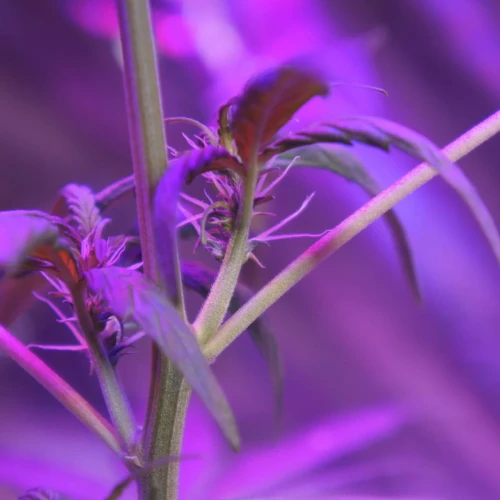 White Widow Auto Week 6