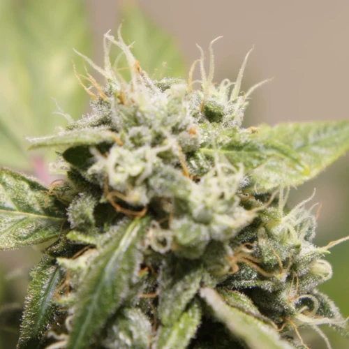 White Widow Auto Week 10