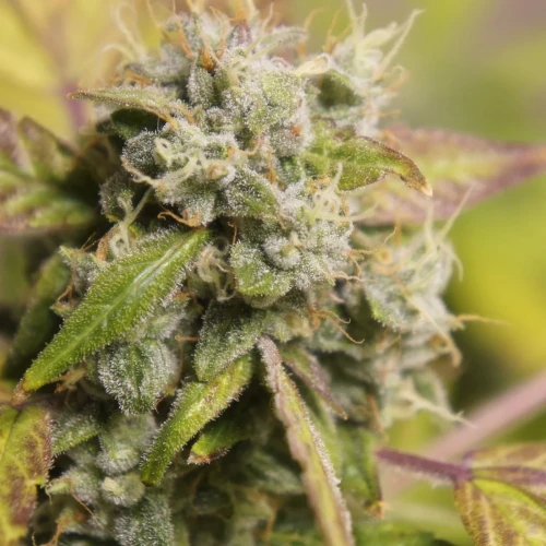 White Widow Auto Week 11