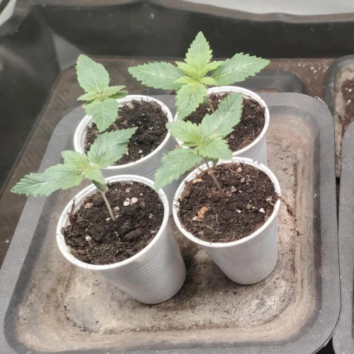 White Widow Week 1
