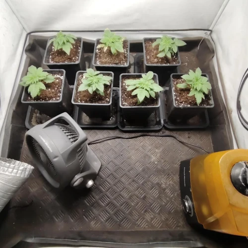 White Widow Week 2