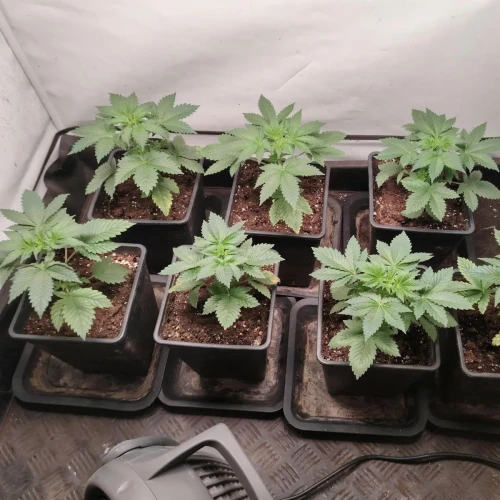 White Widow Week 3