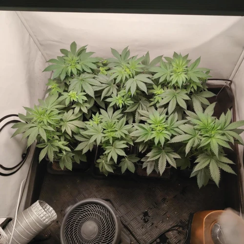 White Widow Week 4