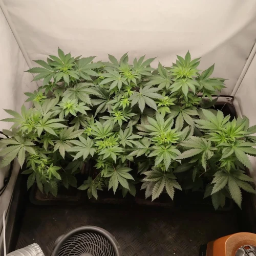 White Widow Week 5