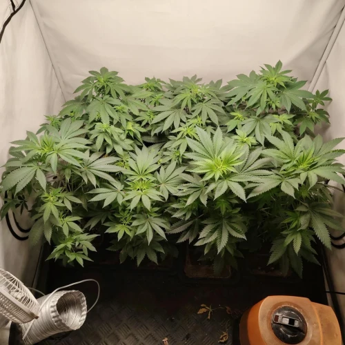 White Widow Week 6