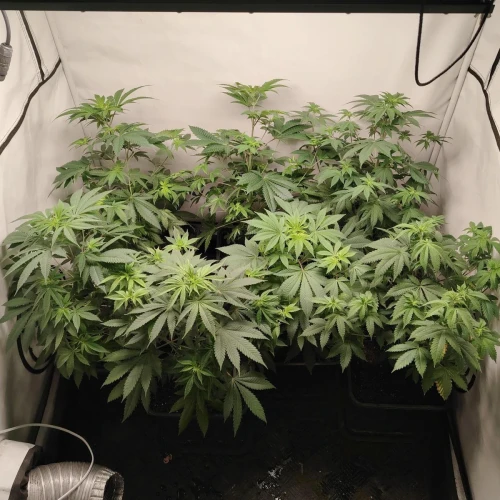 White Widow Week 7