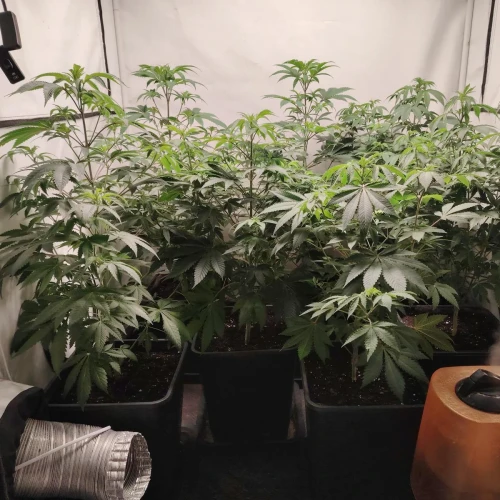 White Widow Week 8
