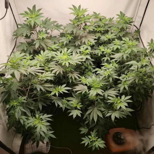 White Widow Week 9