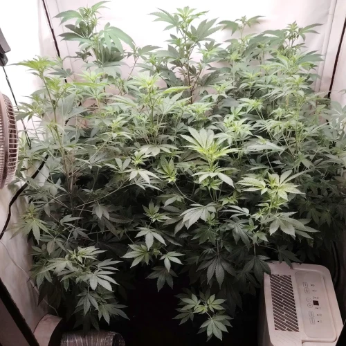 White Widow Week 10