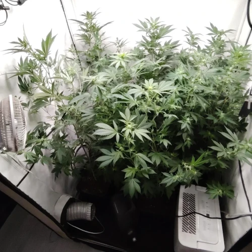 White Widow Week 11