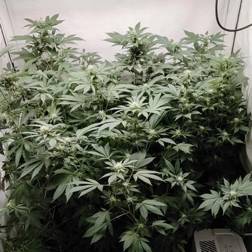 White Widow Week 13