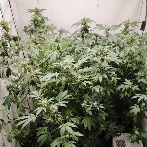 White Widow Week 14