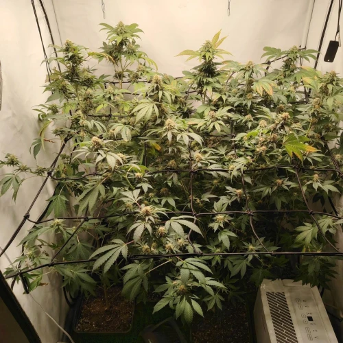 White Widow Week 15