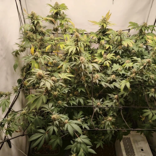 White Widow Week 16