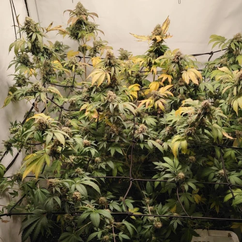 White Widow Week 17