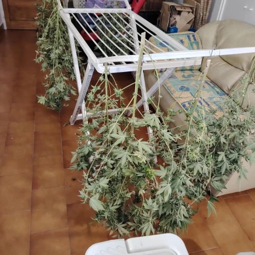 White Widow Week 18