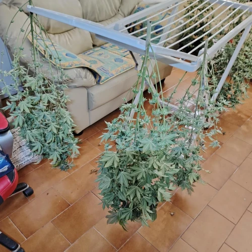 White Widow Week 18