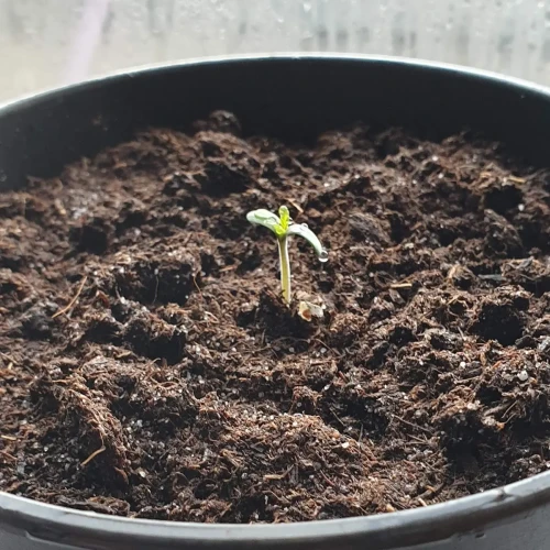 Zkittlez Autoflower Kweekdagboek Week 1
