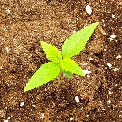 Zkittlez Autoflower Kweekdagboek Week 2