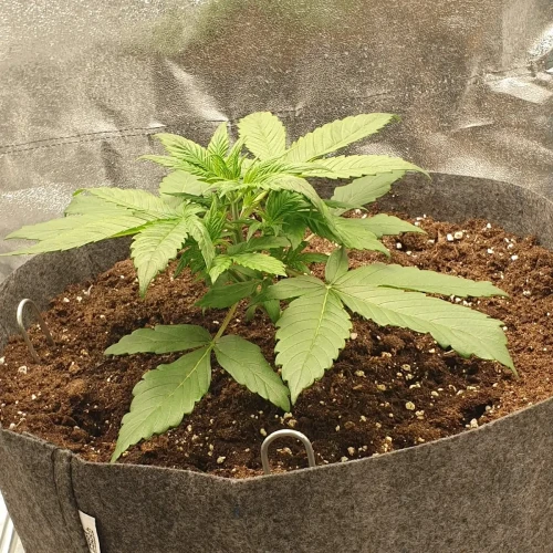Zkittlez Autoflower Kweekdagboek Week 3