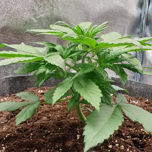 Zkittlez Autoflower Kweekdagboek Week 4