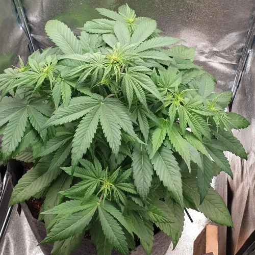 Zkittlez Autoflower Kweekdagboek Week 5