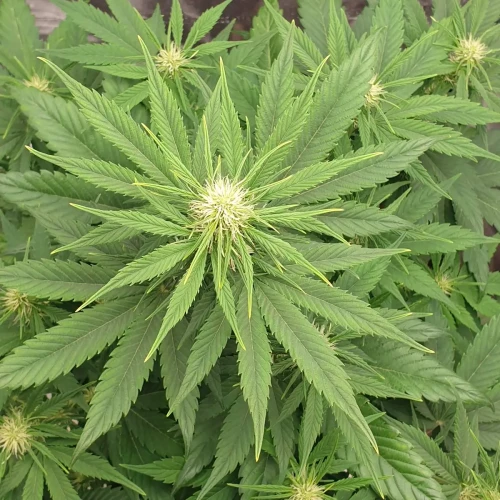Zkittlez Autoflower Kweekdagboek Week 6