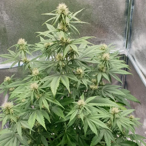 Zkittlez Autoflower Kweekdagboek Week 7