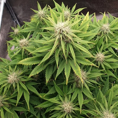 Zkittlez Autoflower Kweekdagboek Week 8