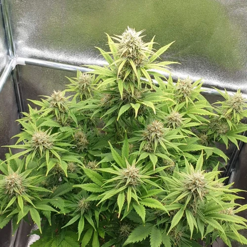 Zkittlez Autoflower Kweekdagboek Week 9