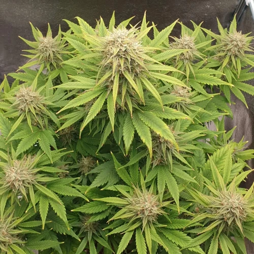 Zkittlez Autoflower Kweekdagboek Week 10