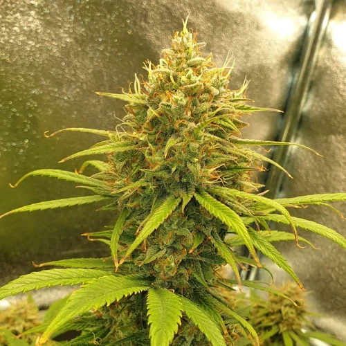 Zkittlez Autoflower Kweekdagboek Week 11