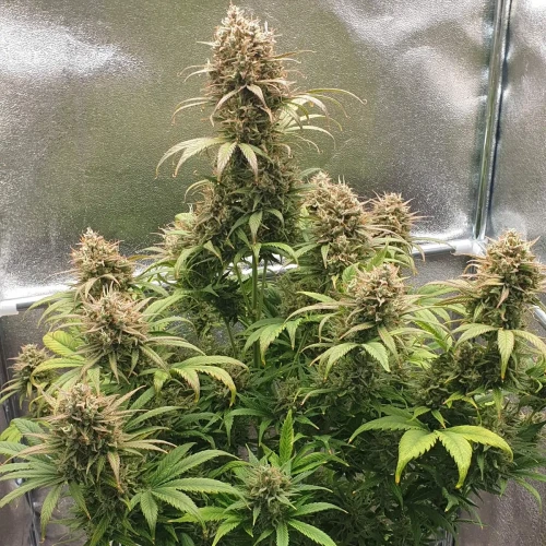 Zkittlez Autoflower Kweekdagboek Week 12