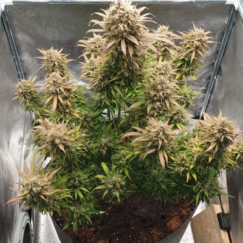 Zkittlez Autoflower Kweekdagboek Week 13