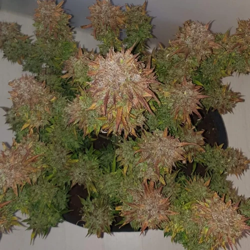 Zkittlez Autoflower Kweekdagboek Week 14