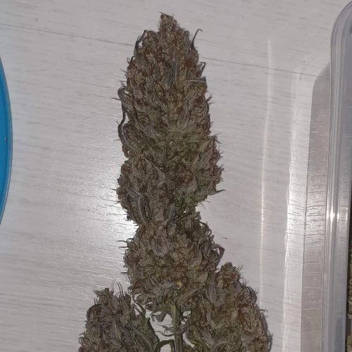 Zkittlez Autoflower Kweekdagboek Oogst Week 1