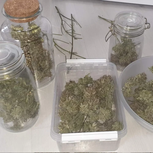 Zkittlez Autoflower Kweekdagboek Oogst Week 2