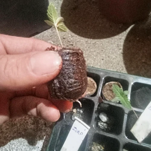 Zoap Week 1