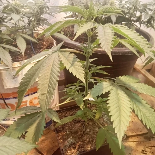 Zoap Week 3