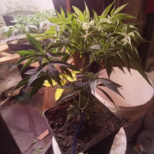 Zoap Week 5